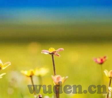 91麻豆视频国产-探秘国产91麻豆视频的多样性与文化内涵